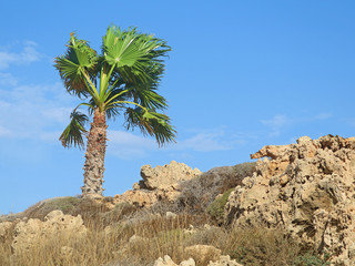Fototapeta premium single palm tree on beige stony dry underground with blue cloudy sky