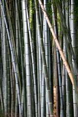 Arashiyama bamboo forest, Kyoto-Japan