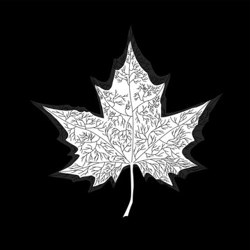 Maple leaf on white background. Vector illustration. Eps 10