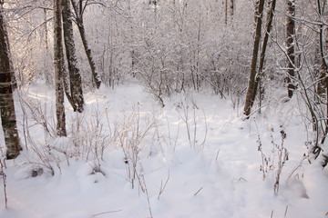 Winter forest