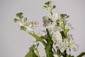 bouquet of flowers isolated on white background