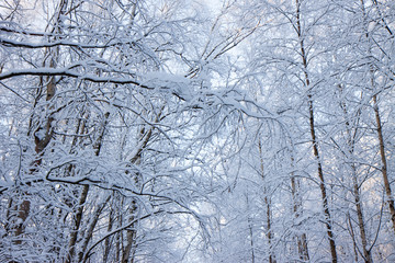Winter forest