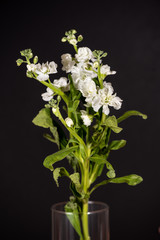 bouquet of flowers in vase on black background