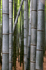 Fototapeta premium Arashiyama bamboo forest, Kyoto-Japan