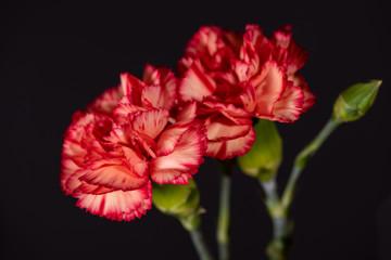 red flower on black background