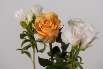 bouquet of roses isolated on white background