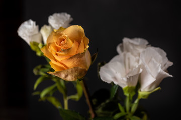 white roses on black background