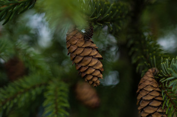 Obraz premium Pine cone on tree
