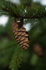 Pine cone on tree
