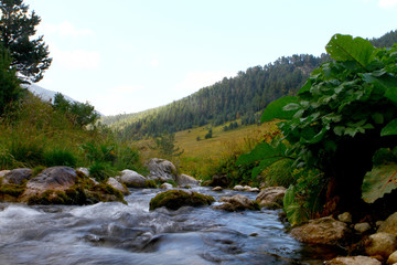Naklejka na ściany i meble Spring water mountain river and the nice petrous creek on North Caucasus. mountain natural landscape photo