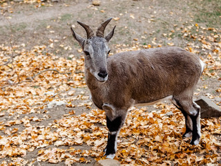 blue sheep standing on fallen leaves in autumn