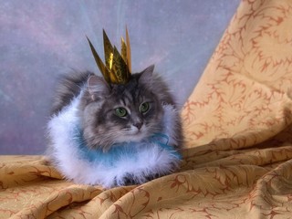 Charming gray kitty in princess crown