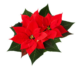 Closeup of red Christmas poinsettia flowers