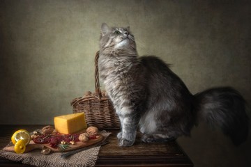Gastronomic still life and curious grey kitty