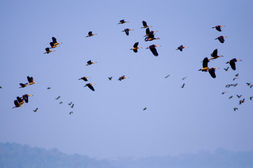 Flying Ducks