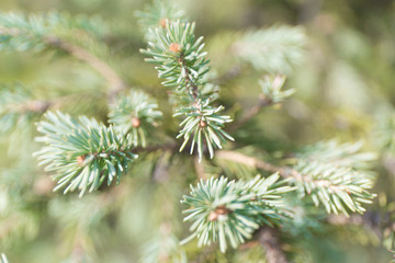 Macro blue spuces branch on blur background. Defocused close up fir.