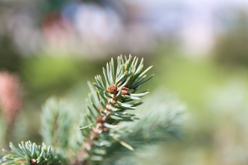 Macro blue spuces branch on blur background. Defocused close up fir.