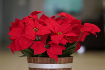 Red Flowers in a Wooden Pot