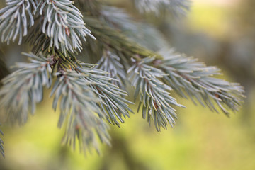 Naklejka na ściany i meble Macro blue spuces branch on blur background. Defocused close up fir.