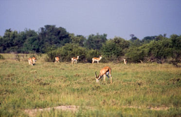 Obraz na płótnie Canvas Springbok (Antidorcas marsupialis), Central Kalahari Game Reserve, Ghanzi, Botswana, Africa 