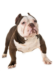 male american bully