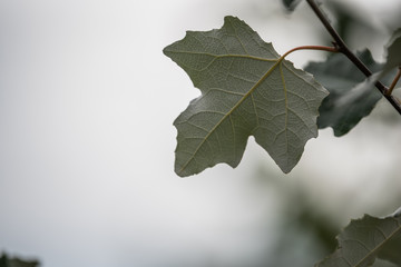 Blatt einer Silberpappel