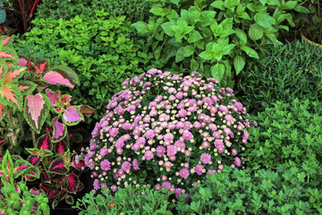 Florist shop display flowers and plants
