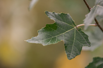 Blatt von Silber - Pappel