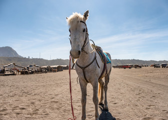Gray horse standing on desert