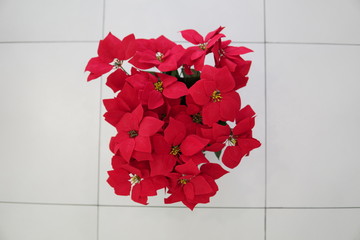 Looking at Red Flowers