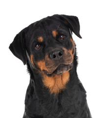 Obraz premium rottweiler in studio
