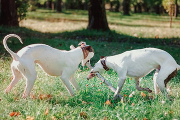 Obraz na płótnie Canvas two white whippets playing outdoor in the park