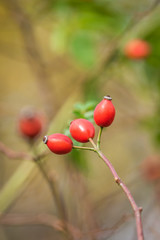 Hagebutten im Herbst