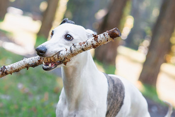 portrait of white whippet with stick outdoor in the park
