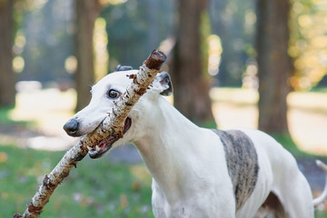 portrait of white whippet playing with stick outdoor in the park