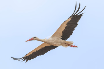 White Stork Bird in Flight
