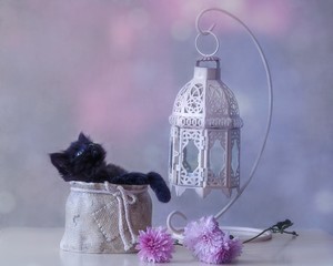 Little black kitten in the vase on the table