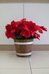 Red Flowers in a Wooden Pot