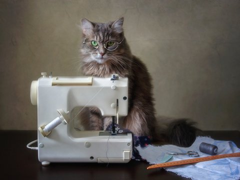 Cat Sewing Machine Images – Browse 723 Stock Photos, Vectors, and Video ...
