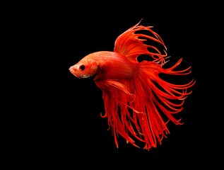 Fototapeta premium Siamese fighting fish, red fish, black background Betta splendens, Betta Fish, Halfmoon Betta.
