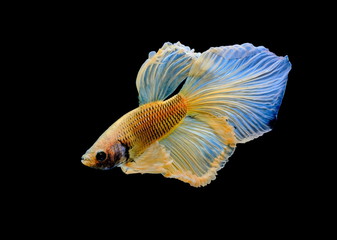 Siamese fighting fish, yellew fish, black background Betta splendens, Betta Fish, Halfmoon Betta.