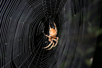 araignée dans le jardin