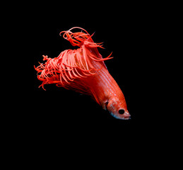 Fototapeta premium Siamese fighting fish, red fish, black background Betta splendens, Betta Fish, Halfmoon Betta.