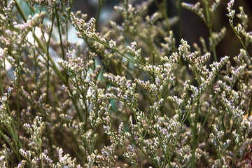 Close up group of  white flowers and leaves in colorful tone.