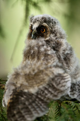 Long-eared Owl (Asio otus) chick on a tree