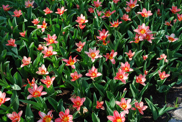 Naklejka premium Small pink Tulips Kaufmanniana Fashion grown in the flowerbed. Spring time in Netherlands.