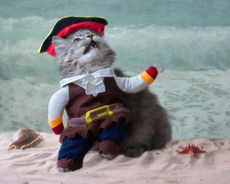 Gray cat in a pirate costume on the beach