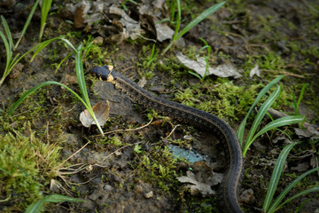 Natrix, Snake, Colubridae in the forest, close up.