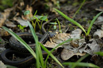 Natrix, Snake, Colubridae in the forest, close up.