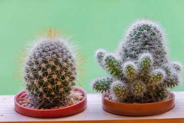 Cactus at the garden with green nature background. Minimal style for cactus trendy.